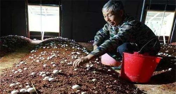 如何确定双孢菇的播种期和播种量