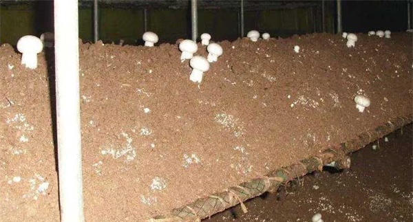 双孢菇的播种期和播种量