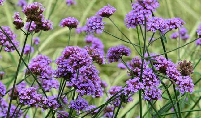 花卉掉叶子怎么办