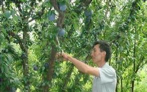 果树栽培技术