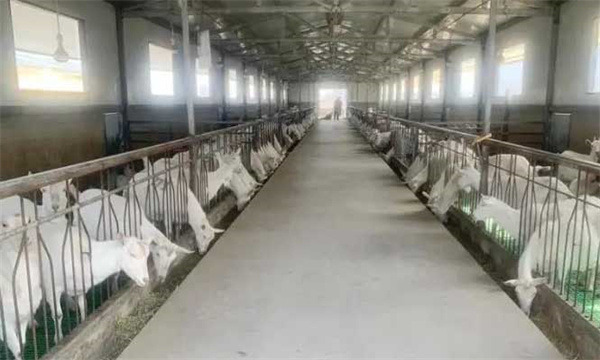 羊舍如何采暖