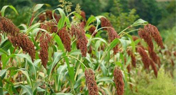 高粱种植方法及其主要种植步骤