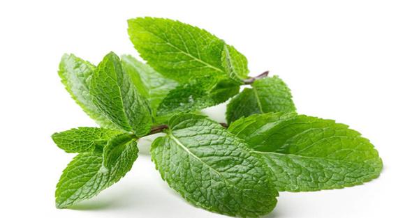 薄荷盆栽如何种植