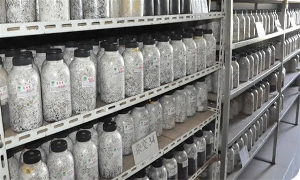 怎样配制金针菇原种培养基