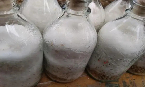 金针菇原种的灭菌