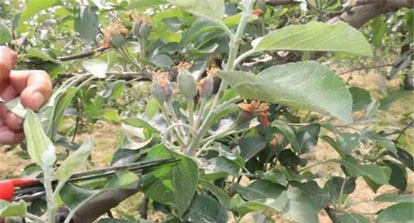 苹果全爪螨用什么药防治
