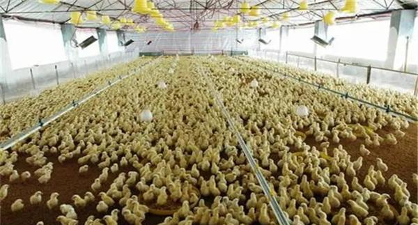 雏鸡育雏舍通风换气须注意什么