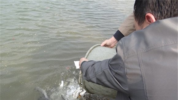 金鲳鱼是海鱼吗?金鲳鱼网箱养殖技术