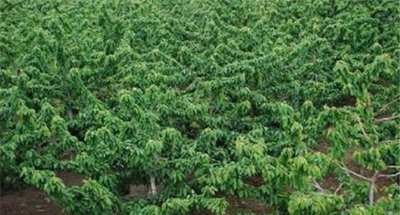 车厘子采果后的施肥方法