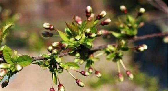 车厘子萌芽开花前施肥