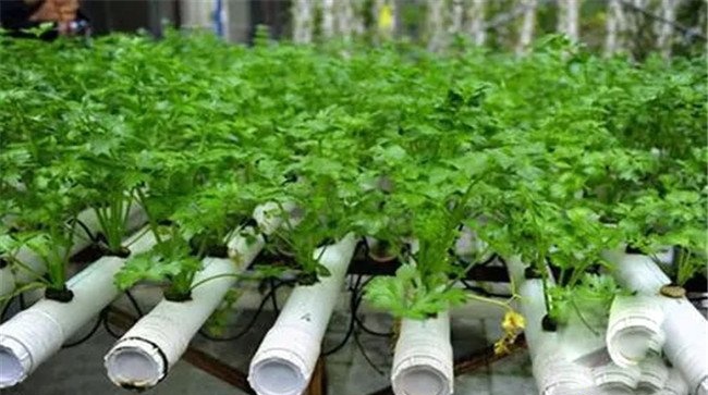 蔬菜无土栽培技术要点与步骤