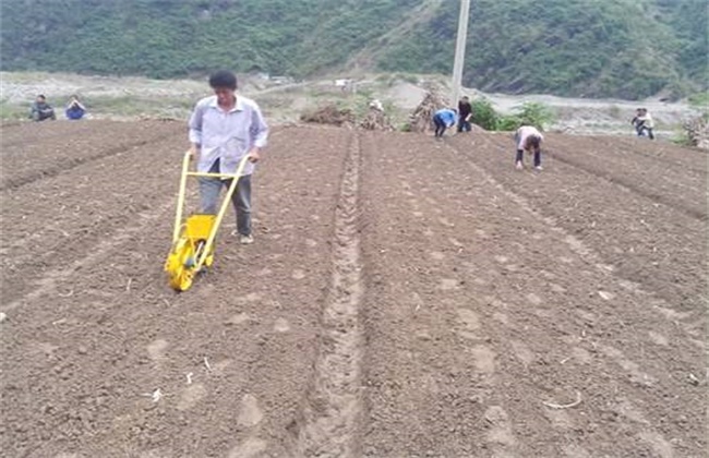柴胡的种植技术与田间管理的具体方法步骤