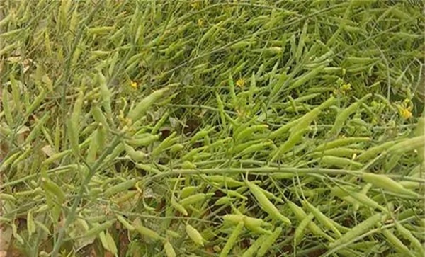 油菜的成熟过程