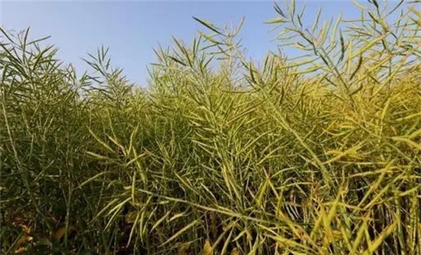 判断油菜的收获时间