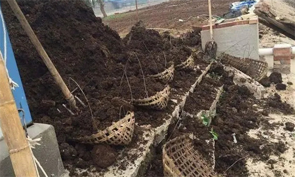 如何选择与配制大棚茄子育苗土