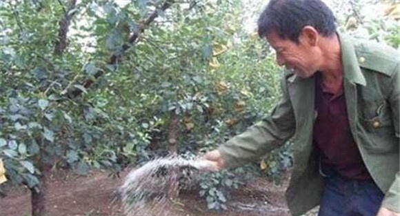 苹果树施肥量