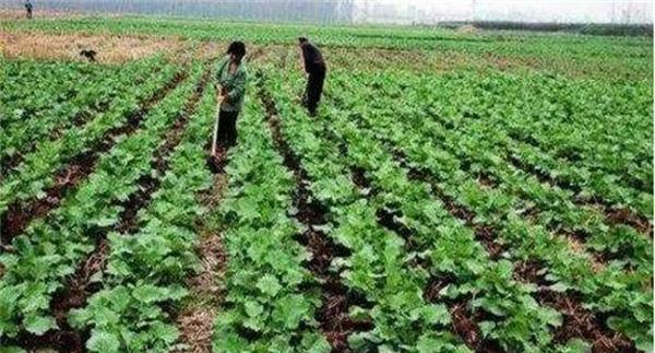 高温季节油菜管理应该注意