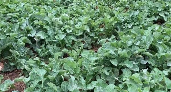 高温季节油菜管理应该注意什么
