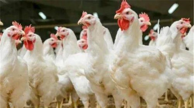 肉鸡公、母鸡生长速度不同