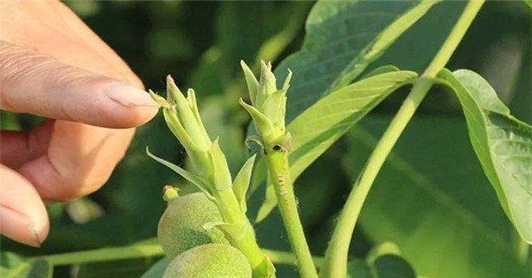 核桃雄花芽的分化时间