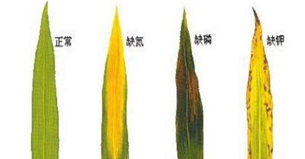 玉米缺素症状表现有哪些