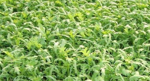茼蒿病虫害防治方法