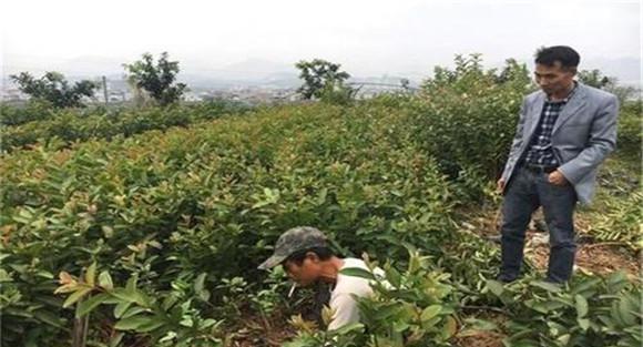 番石榴的施肥次数