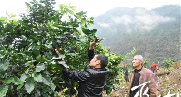 蜜柚种植要重视春剪