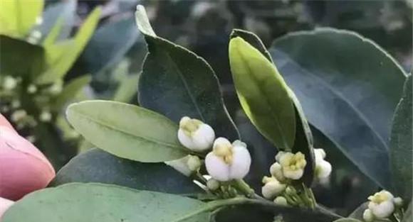 蜜柚的疏花疏果