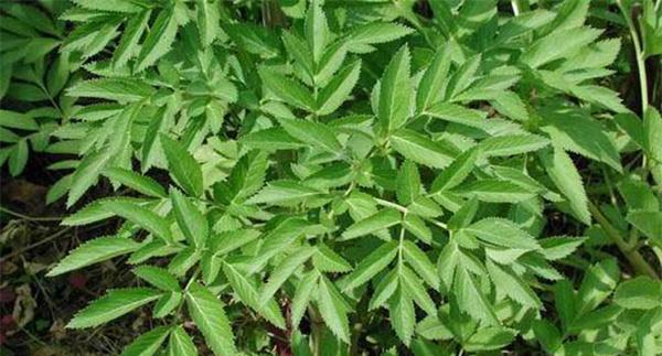 白芷的播种方法与田间管理技术