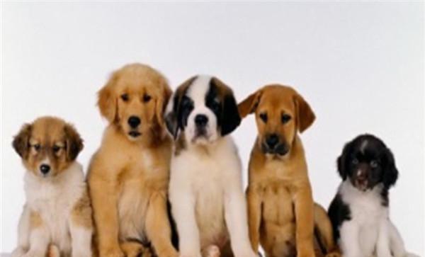 犬是怎样分类的