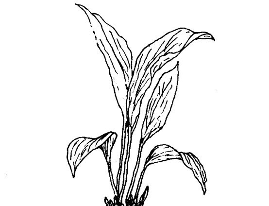 花卉掉叶子怎么办