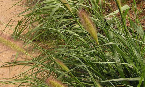 杂交狼尾草的生长习性与种植技术要点