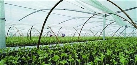豆薯的播种方法