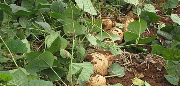 如何种植豆薯 豆薯栽培技术要点