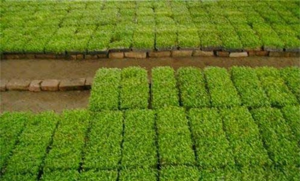 香椿的播种要点