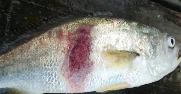 淡水鱼打印病的治疗方法