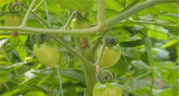 日光温室樱桃番茄冬春茬栽培方法
