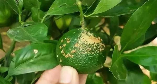 柑橘疮痂病