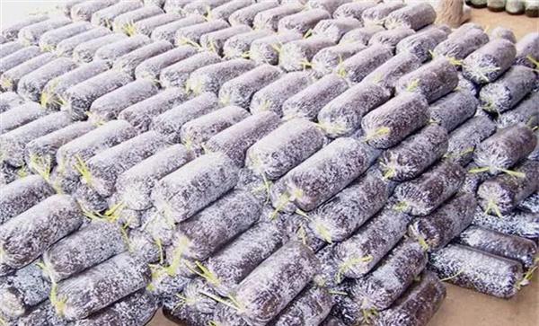 食用菌胶囊菌种接种操作