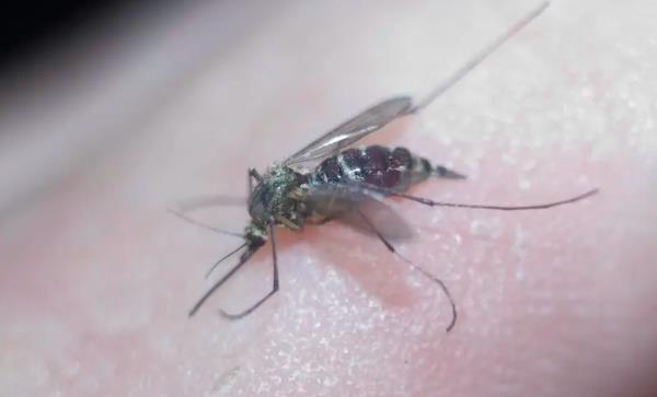生活中常见的害虫有哪些
