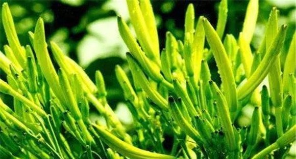 黄花菜冬季管理应做哪些工作