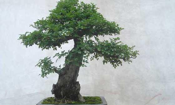 白蜡怎么养