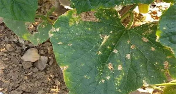 黄瓜靶斑病的发病症状、诊断方法与防治方法