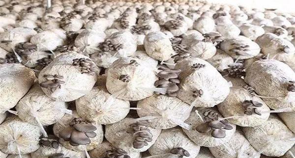 平菇发菌过程中产生杂菌的原因有哪些