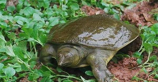 鳖烂皮病的防治方法
