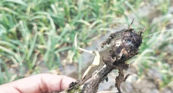 大蒜白腐病的防治方法