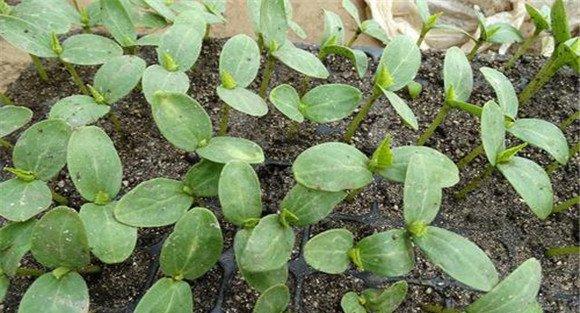 西葫芦播种育苗技术要点