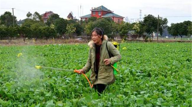 油菜如何施硼肥