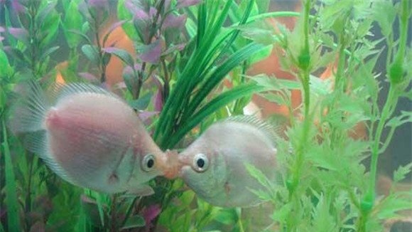 接吻鱼的雌雄鉴别